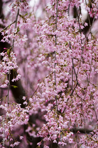 Prunus subhirtella - Rosebud cherry with many pink flowers. photo