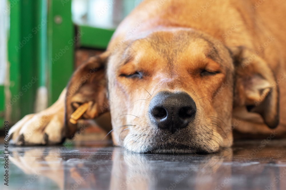 Close-up portrait of a sleeping stray dog.