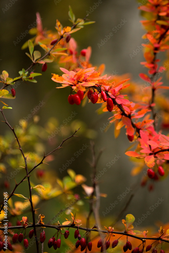barberry bush with leaves and red berries closeup barberry bush with leaves and red berries closeup