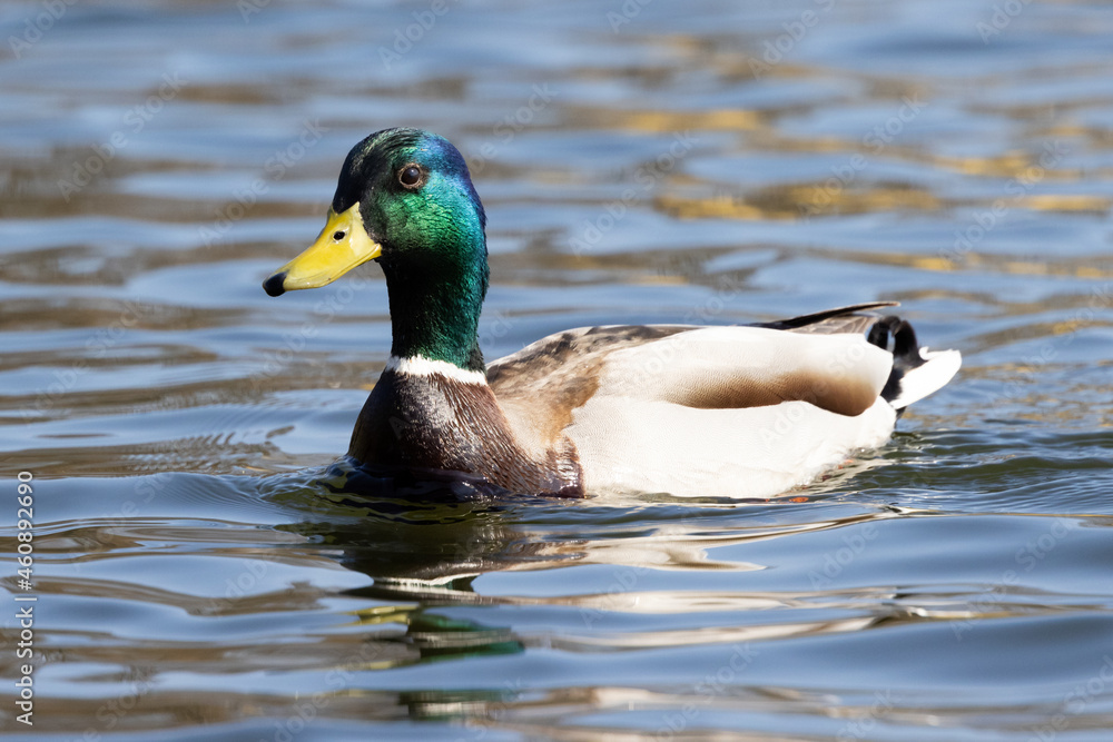 Portrait of male wild duck (Anas platyrhynchos) swimming in a pond Portrait of male wild duck (Anas platyrhynchos) swimming in a pond