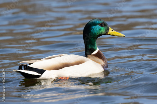 Portrait of male wild duck (Anas platyrhynchos) swimming in a pond