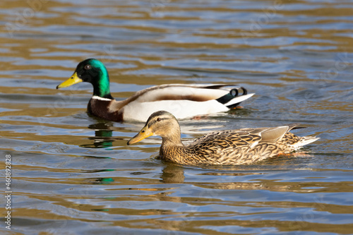 Portrait of male and female wild duck (Anas platyrhynchos) swimming in a pond
