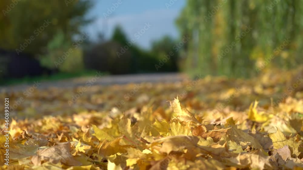 Blurred landscape of the autumn yellow leaves fall on the road Blurred landscape of the autumn yellow leaves fall on the road