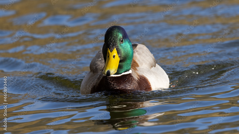 Obraz premium Portrait of male wild duck (Anas platyrhynchos) swimming in a pond
