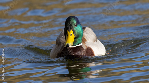 Portrait of male wild duck (Anas platyrhynchos) swimming in a pond