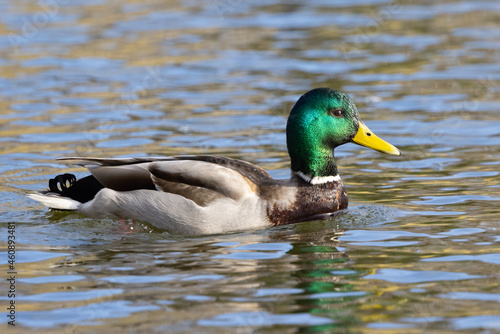 Portrait of male wild duck (Anas platyrhynchos) swimming in a pond