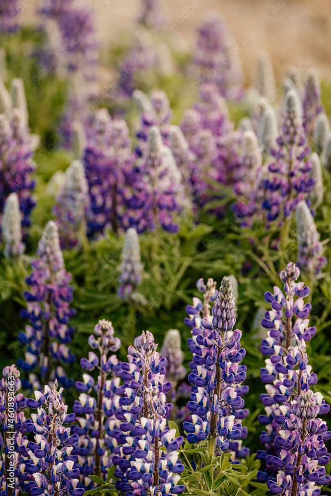 Obraz premium Lupine flower 