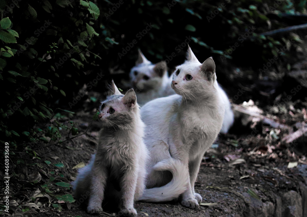 Fototapeta premium white cats