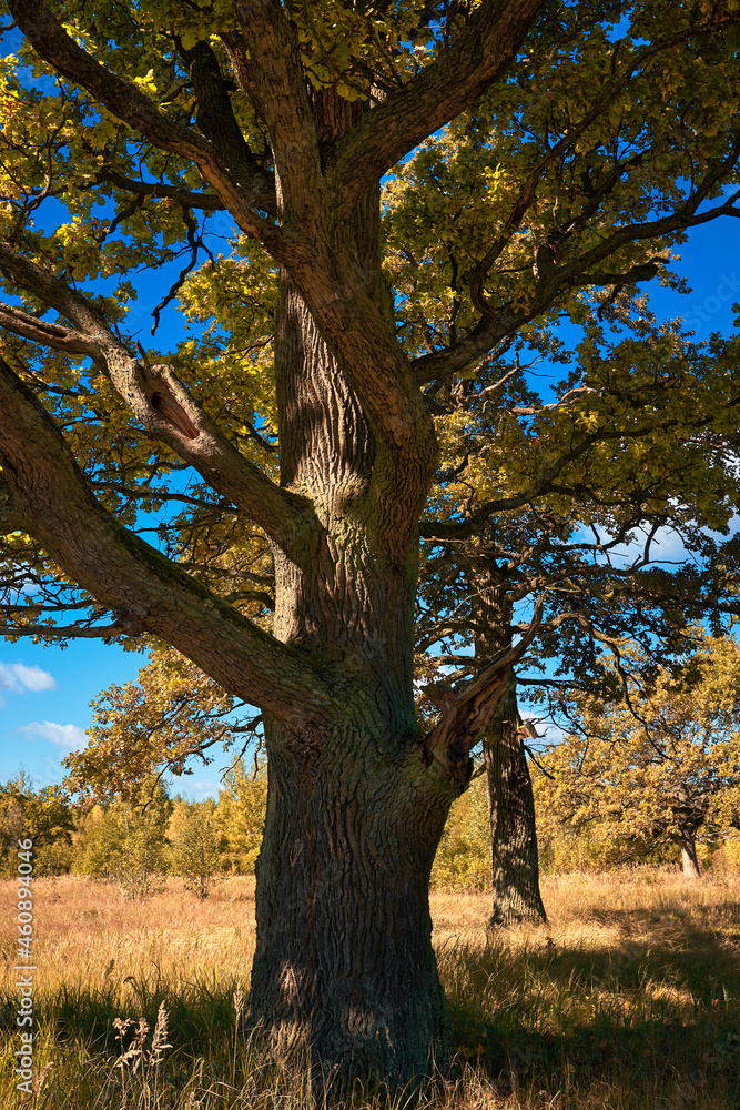 Obraz premium Large trunk of oak in autumn forest