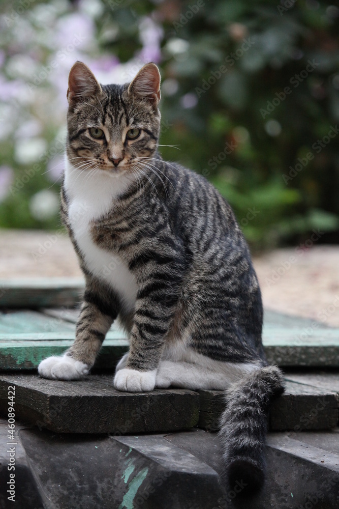 Obraz premium cat in the garden