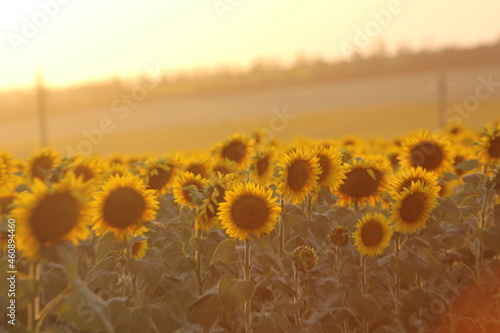 sunflower field at sunset