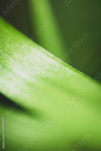 Minimalistic Macro Leaves
