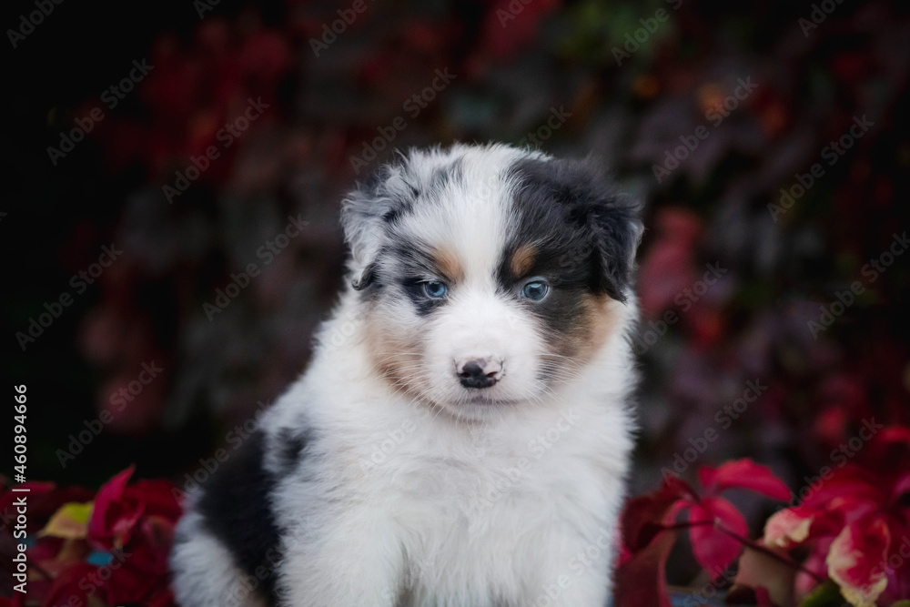puppy puppy