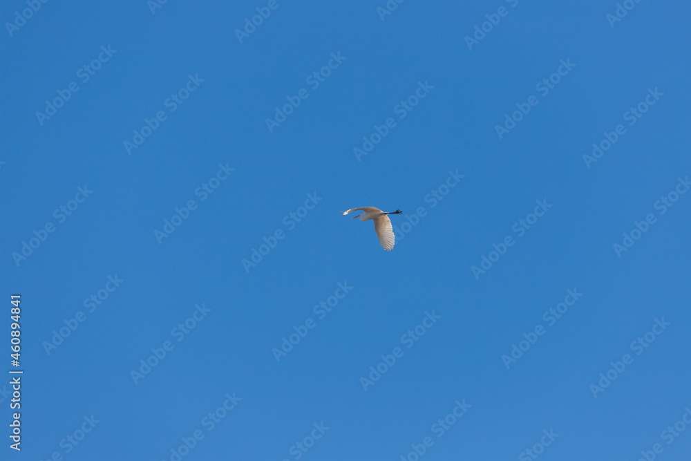 Fototapeta premium Great Egret flies in the air. In the background is a blue sky without clouds.