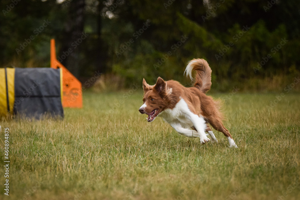 Dog is running in agility. Amazing evening, Hurdle having private agility training for a sports competition Dog is running in agility. Amazing evening, Hurdle having private agility training for a sports competition