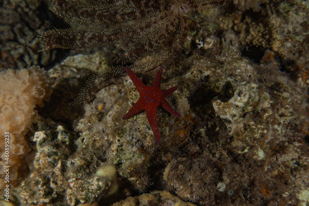 Starfish On the seabed in the Red Sea, Eilat Israel Starfish On the seabed in the Red Sea, Eilat Israel