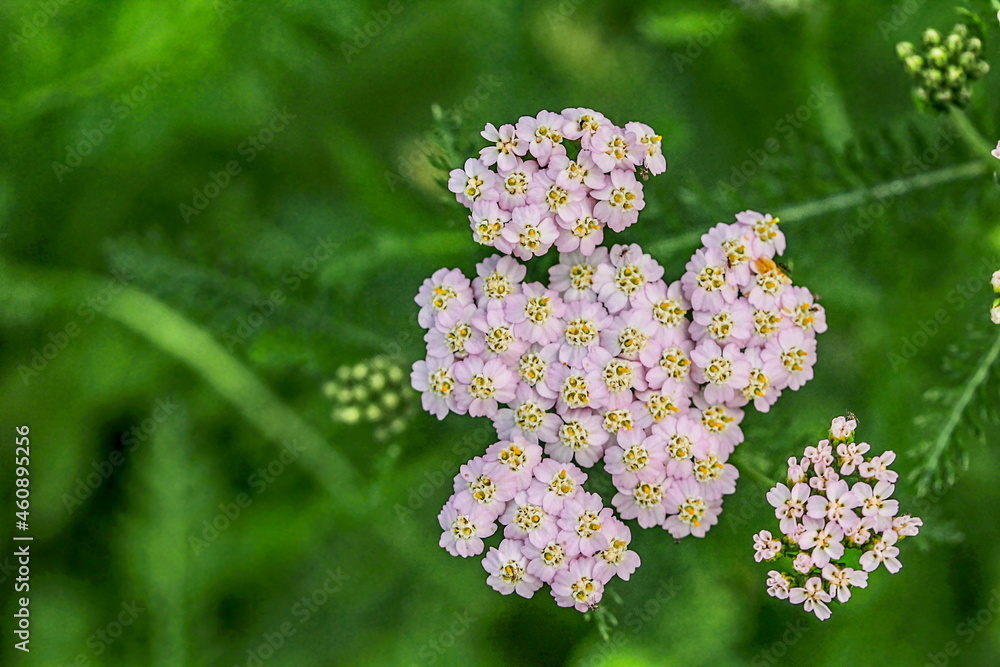 Achillea millefolium, commonly known as yarrow. Detail of inflorescence.