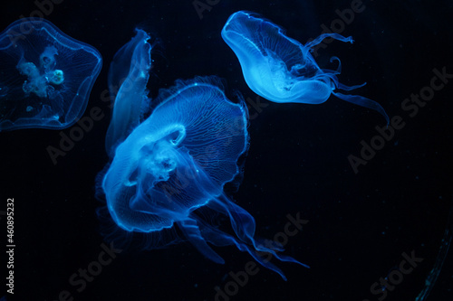 blue jellyfish in the ocean