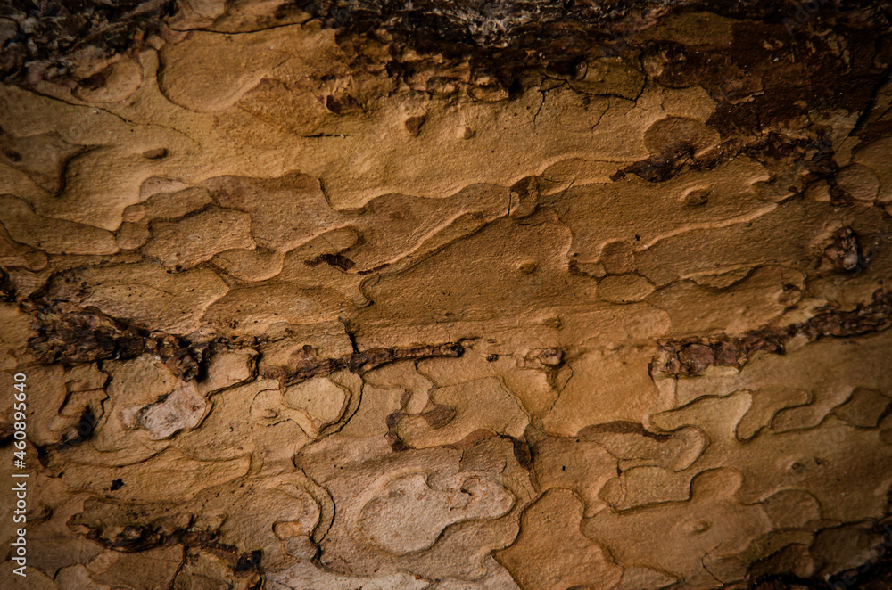 Fototapeta premium old wood texture background hd