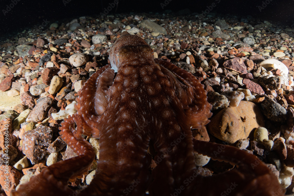 Octopus king of camouflage in the Red Sea, Eilat Israel
Octopus king of camouflage in the Red Sea, Eilat Israel