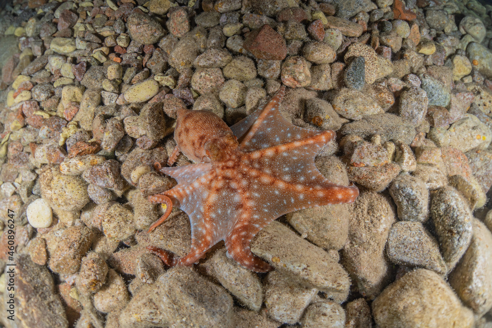 Octopus king of camouflage in the Red Sea, Eilat Israel
Octopus king of camouflage in the Red Sea, Eilat Israel