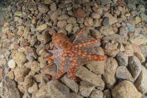 Octopus king of camouflage in the Red Sea  Eilat Israel  