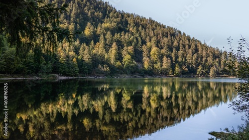 Mirror reflection of autumn pine trees in a lake. Lac Corbeaux, Vosges, France
