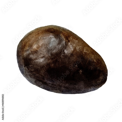 Watercolor illustration of avocado isolated on white background.