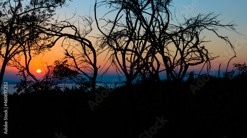 silhouette of a tree