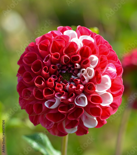 Dahlia