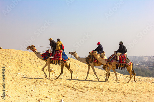 camel caravan goes through the desert