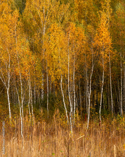 Colourful and bright birch trees in October in Limbazi at the lake Lielezers in Latvia