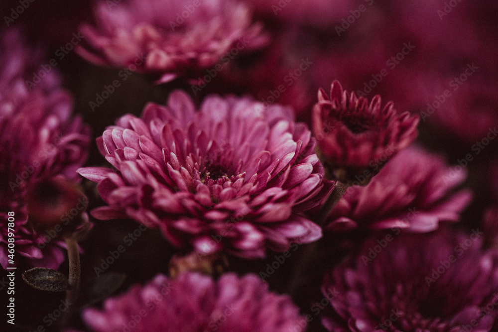 Beautiful chrysanthemum close up. Flower background, garden flowers. Horizontal flowers art background. Beautiful chrysanthemum close up. Flower background, garden flowers. Horizontal flowers art background.