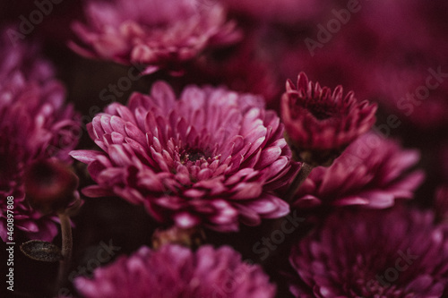 Fototapeta Naklejka Na Ścianę i Meble -  Beautiful chrysanthemum close up. Flower background, garden flowers. Horizontal flowers art background.