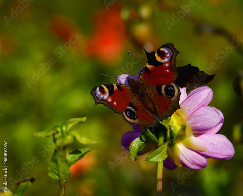 A butterfly on a dahlia