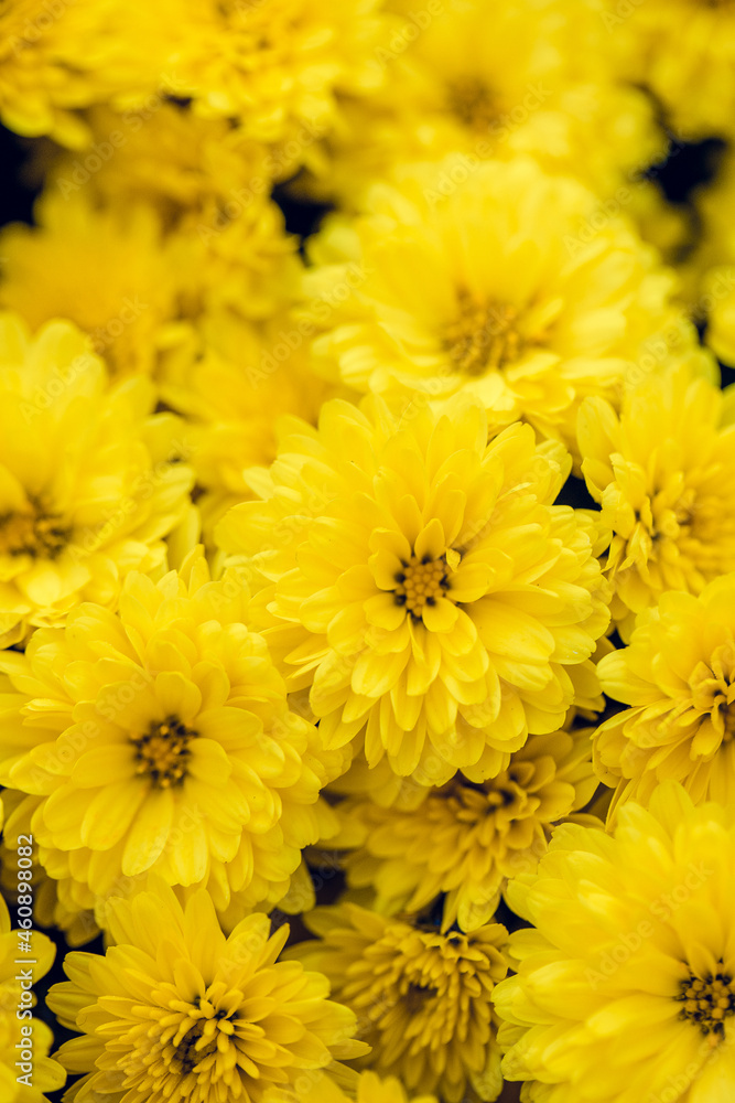 Beautiful chrysanthemum close up. Flower background, garden flowers. Vertical flowers art background. Beautiful chrysanthemum close up. Flower background, garden flowers. Vertical flowers art background.