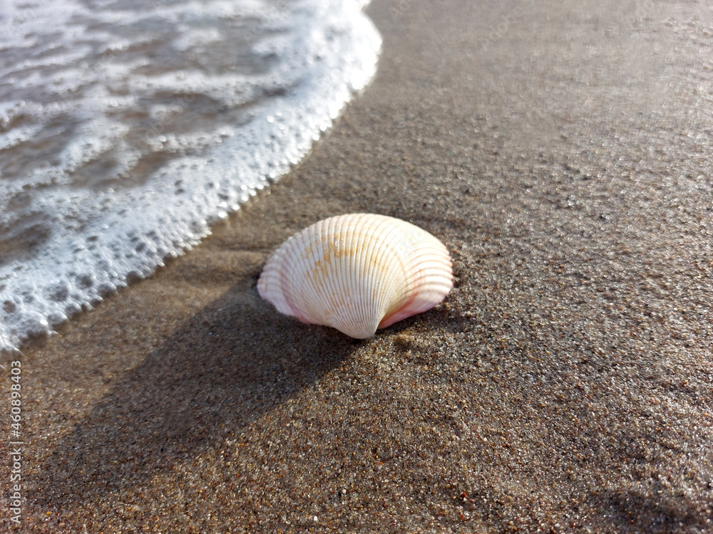 Beautiful seashell on the wet sand of the beach in the oncoming wave Beautiful seashell on the wet sand of the beach in the oncoming wave