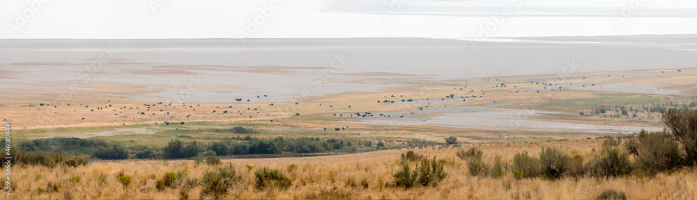 Fototapeta premium bison in Antelope island state park in salt lake city in Utah