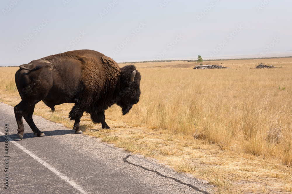 bison in Antelope island state park in salt lake city in Utah bison in Antelope island state park in salt lake city in Utah