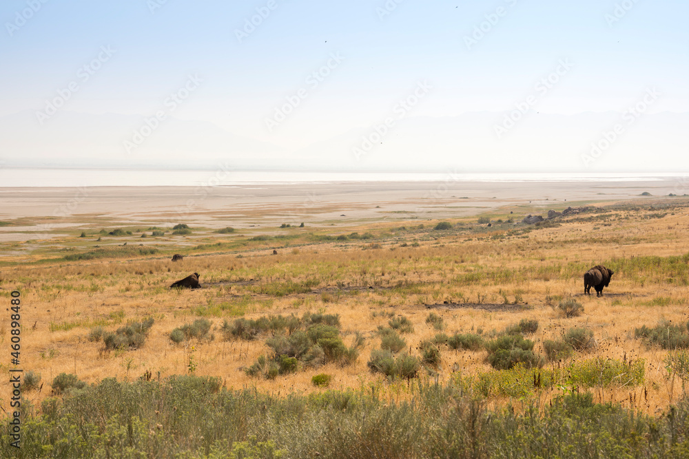 bison in Antelope island state park in salt lake city in Utah