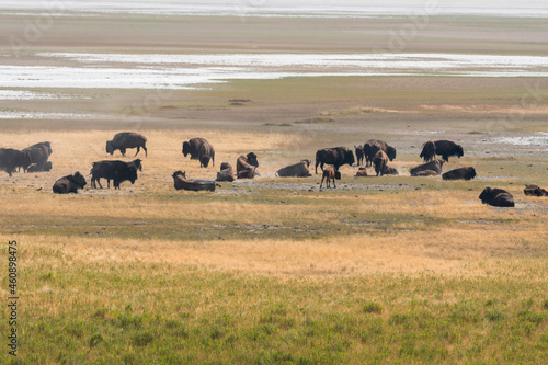 bison in Antelope island state park in salt lake city in Utah photo