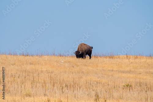 bison in Antelope island state park in salt lake city in Utah © sergioboccardo