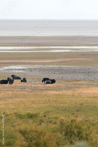 bison in Antelope island state park in salt lake city in Utah photo