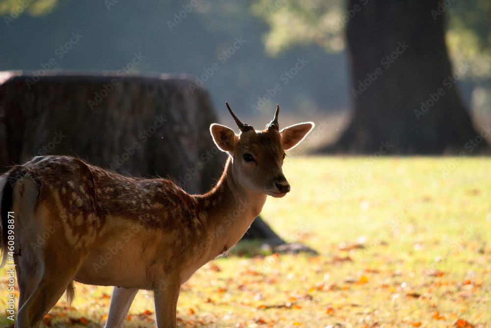 Fototapeta premium Buck
