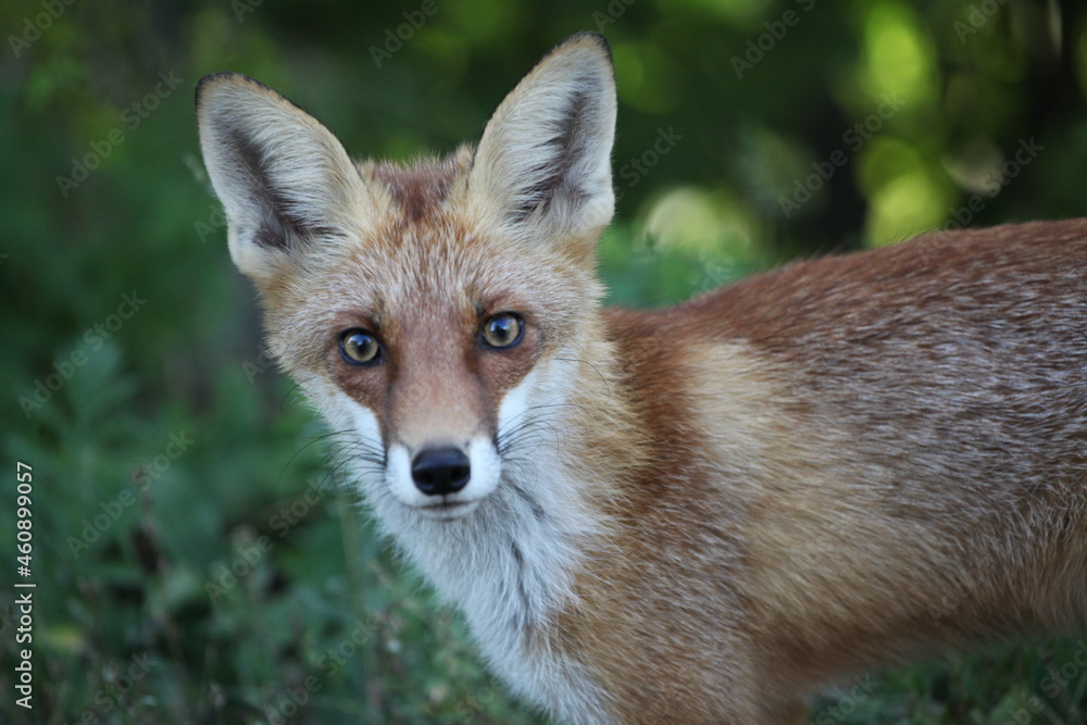 Fototapeta premium red fox vulpes