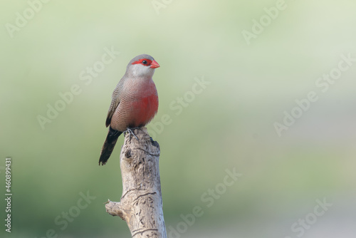 Slika na platnu Waxbill (Estrilda astrild) bird with red mask and beak