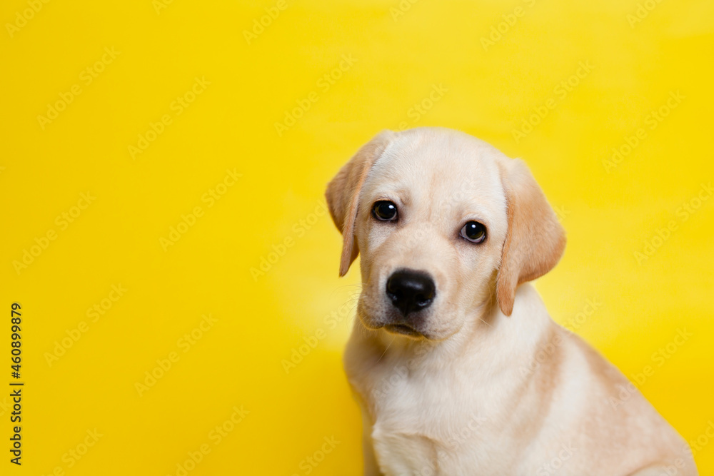 Cute Labrador puppy on a yellow background wink. A place for text. Pet. Dog Cute Labrador puppy on a yellow background wink. A place for text. Pet. Dog