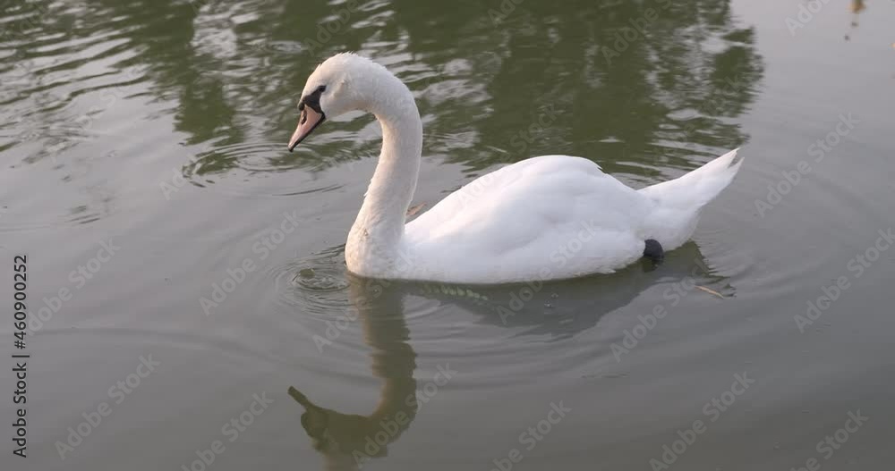 Swan swimming in the city river. A pretty hungry swan eating something in the city pool. Swan swimming in the city river. A pretty hungry swan eating something in the city pool.