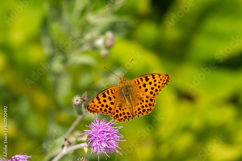 Butterfly on flower, scientific name; Issoria lathonia