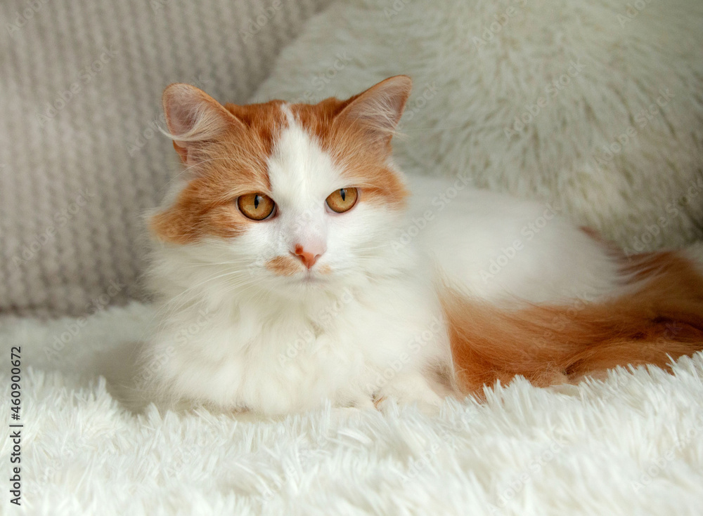 Adorable furry nice cat  of white-gingercolor with big eyes is lying on a sofa near to the window, autumn theme